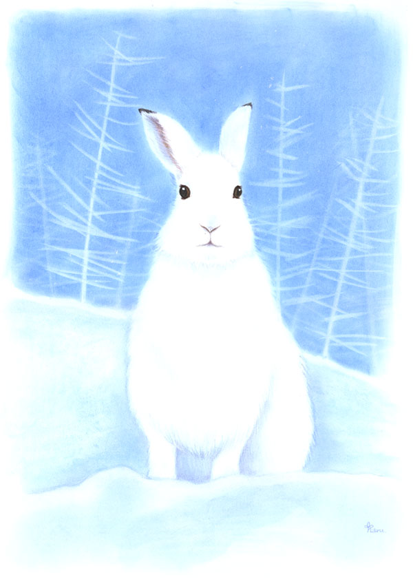 エゾユキウサギ〜冬〜